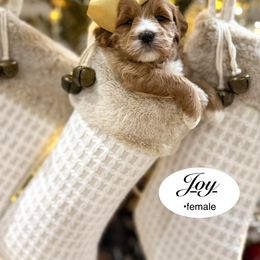Joy - Red  female Goldendoodle puppy in Jackson, Mississippi from T.M. Poodles & Doodles