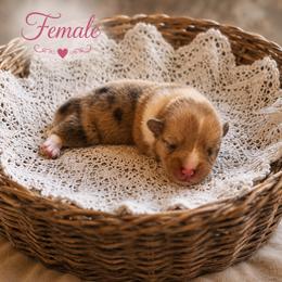 Fancy - Sable merle and white female American Corgi puppy in Missouri from Country Legends Aussies & Corgis