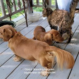 Dachshund Puppies from CLARK'S BREEDING PROGRAM