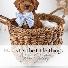 Clean Sheets - Red  male Goldendoodle puppy in Harrodsburg, Kentucky from Firefly Farm Minis