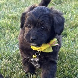 Jasmine - Black tri-color female Aussiedoodle puppy in Meridian, Idaho from Saguaro Jasper Aussiedoodles