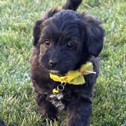 Jasmine - Black tri-color female Aussiedoodle puppy in Meridian, Idaho from Saguaro Jasper Aussiedoodles