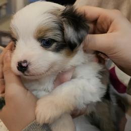 Miniature Australian Shepherd Puppies from Carter's Cuties