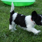 Schapendoes Puppies from Dream Star Schapendoes