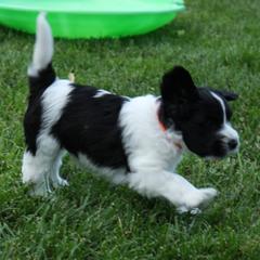 Schapendoes Puppies from Dream Star Schapendoes