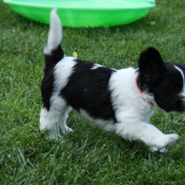 Schapendoes Puppies from Dream Star Schapendoes
