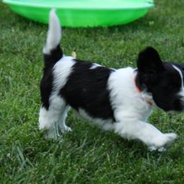 Schapendoes Puppies from Dream Star Schapendoes
