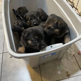 German Shepherd Puppies from Dady Shepherds