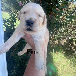 Pink - Golden female Golden Retriever puppy in Jesup, Georgia from Painted Platinum Retrievers (Painted Platinum Kennel) PPK