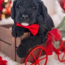 Goldendoodle Puppies from Southern Olive Doodles 🫒