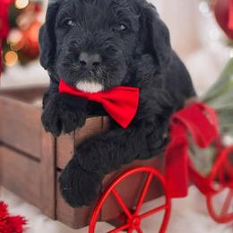 Goldendoodle Puppies from Southern Olive Doodles 🫒