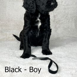 Goldendoodle and Poodle Puppies from Poodles and Doodles By Grace