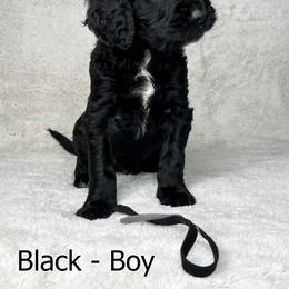 Goldendoodle and Poodle Puppies from Poodles and Doodles By Grace