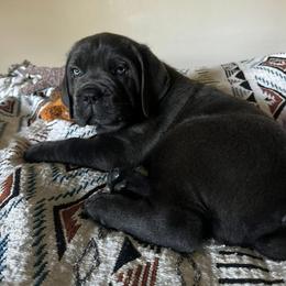 Cane Corso Puppies from Venom Cane Corsos