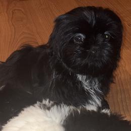 Shih Tzu Puppies from Little Lions West