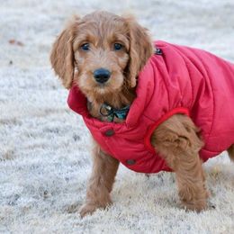 Goldendoodle Puppies from Rustic Road Doodles