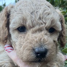 Arthur - Apricot male Poodle puppy in Orlando, Florida from Denise’s Puppies