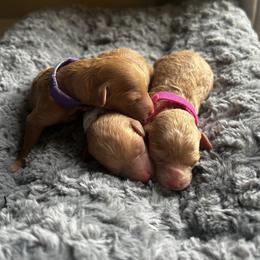 Cavapoo, Havapoo, and Poodle Puppies from West Cobb Dogs