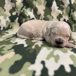 Golden Retriever Puppies from R & K Golden Acres LLC