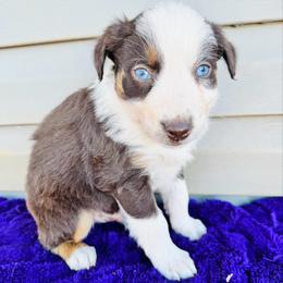 Hunter - Red tri-color male Australian Shepherd puppy in Charlotte, North Carolina from Awesome Aussies