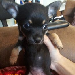 Yellow - Black and tan female Chihuahua puppy in Bethlehem, Pennsylvania from Steel City Exotics