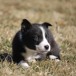 Ezran - Black male Border Collie puppy in Tiskilwa, Illinois from First Harmony Farms