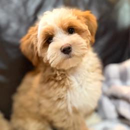 Belle - Red female Havanese puppy in Lancaster, South Carolina from 3 Bs Havanese-PUPPIES with  PURPOSE