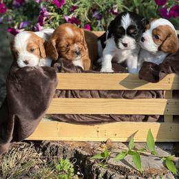Cavalier King Charles Spaniel Puppies from Royal Country Cavaliers of Missouri