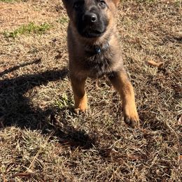 German Shepherd Puppies from Grassroots German Shepherds