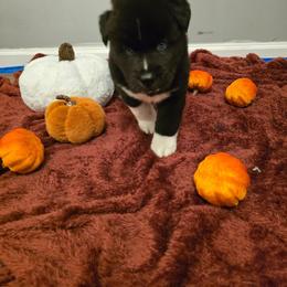 Boy 4 - Black male Siberian Husky puppy in Richlands, North Carolina from Velaris Huskies