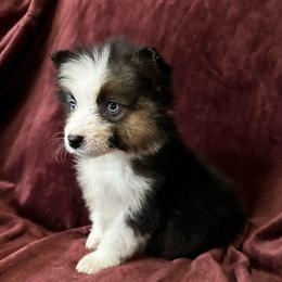 Holly - Black tri-color female Australian Shepherd puppy in Saint Maries, Idaho from North Idaho Aussies