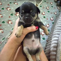 Boy 3 - Black and tan male Chihuahua puppy in Anoka, Minnesota from Anoka County MN AKC Chihuahuas