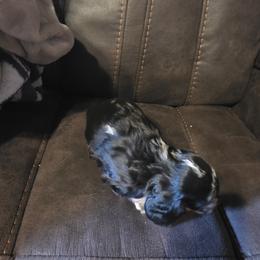 Dachshund Puppies from Joseph Dachshund's