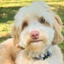 Tilly - Australian Labradoodle