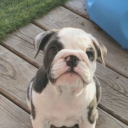 Bulldogs from Sherburne Refuge Bulldogs