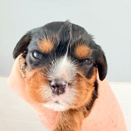 Blossom - Black and tan female Cavalier King Charles Spaniel puppy in Spring Hill, Florida from Wonderland Cavaliers