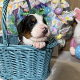 Bernese Mountain Dog Puppies from Country Feels Ranch