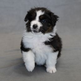 STAR BLACK TRI GIRL - Black tri-color female Australian Shepherd puppy in Chino Valley, Arizona from Cu2 Aussies