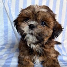 Randy - Red male Shih Tzu puppy in Hemet, California from Aloha Shih Tzu