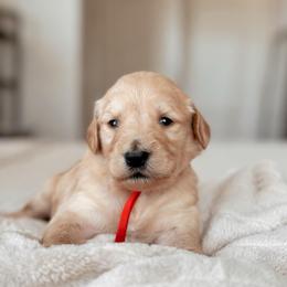 Churro, Girl - Apricot female Goldendoodle puppy in Maricopa, Arizona from Desert Ridge Doodles