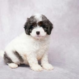 River - Merle male Cavapoo puppy in Apple Creek, Ohio from Grandeur Valley Puppies