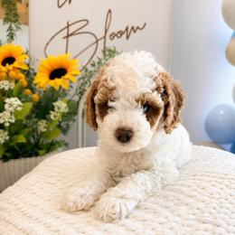 Boaz AKA Louis - Blenheim male Cavapoo puppy in Ephrata, Washington from Mustard Seed Doodle Co.