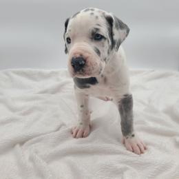 Skye - Harlequin female Great Dane puppy in Kannapolis, North Carolina from Carolina Great Danes & Toy Poodles