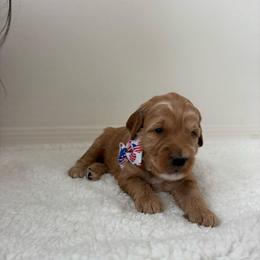 White collar - Apricot female Goldendoodle puppy in Surprise, Arizona from AZ Ohana Doodles