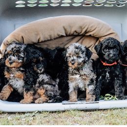 Australian Shepherd puppies from The Highland Shepherds & Doodles