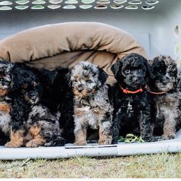 Australian Shepherd puppies from The Highland Shepherds & Doodles