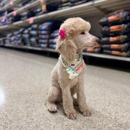 Fawxy - Poodle