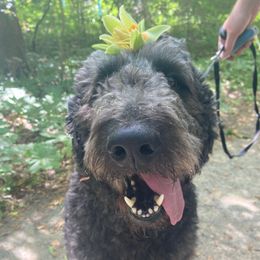 Kronos - Goldendoodle