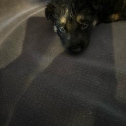 Dark Green - Black and tan male German Shepherd puppy in La Follette, Tennessee from Moore German Shepherds