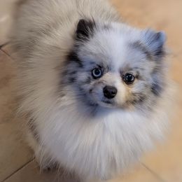 Sephora - Pomeranian